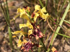 Tritoniopsis parviflora