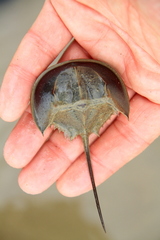 Carcinoscorpius rotundicauda