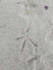 Threskiornis aethiopicus