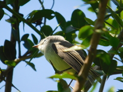 Serpophaga subcristata