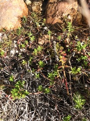 Laurembergia repens