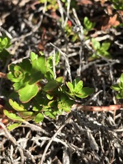 Laurembergia repens