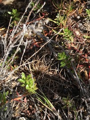 Laurembergia repens