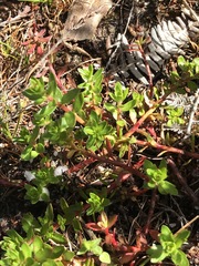 Laurembergia repens