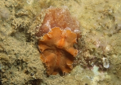 Yungia aurantiaca