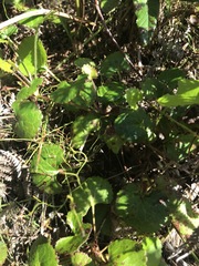Centella eriantha