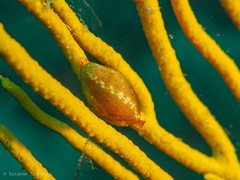 Simnia spelta