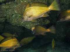 Umbrina canariensis