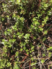 Laurembergia repens
