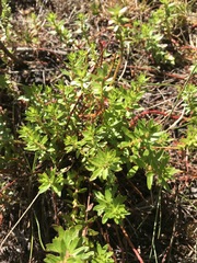 Laurembergia repens