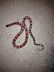 Lampropeltis annulata