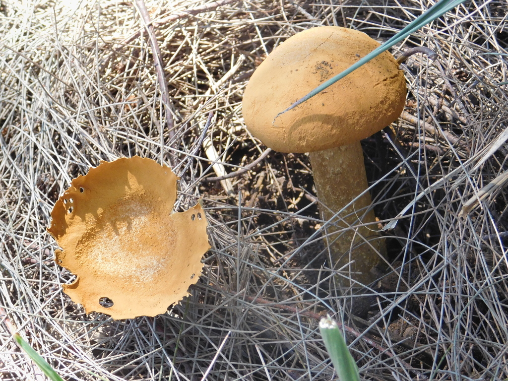 Battarrea phalloides · October 2021 · photo: © bombin (iNaturalist, cc-by)