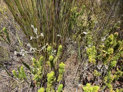 Amphithalea tomentosa