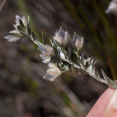 Amphithalea tomentosa
