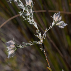 Amphithalea tomentosa
