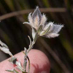 Amphithalea tomentosa