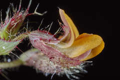 Aeschynomene villosa