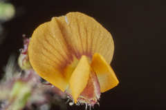 Aeschynomene villosa