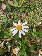 Tripleurospermum inodorum