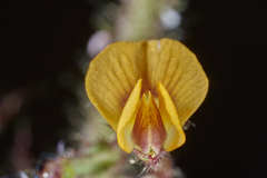 Aeschynomene villosa