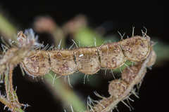 Aeschynomene villosa