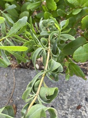 Borrichia frutescens image
