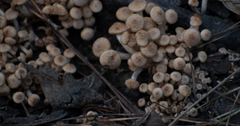 Desarmillaria tabescens image