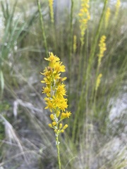 Solidago virgata