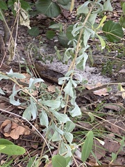 Borrichia frutescens image