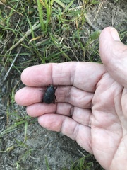 Temnorhynchus retusus