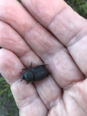 Temnorhynchus retusus