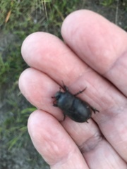 Temnorhynchus retusus