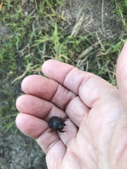 Temnorhynchus retusus