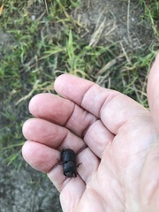 Temnorhynchus retusus