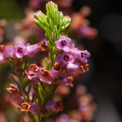 Erica intervallaris