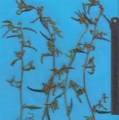 Aeschynomene villosa