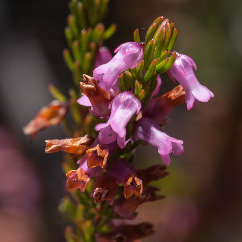 Erica intervallaris Salisb.
