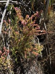 Erica intervallaris