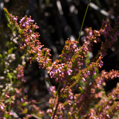 Erica intervallaris
