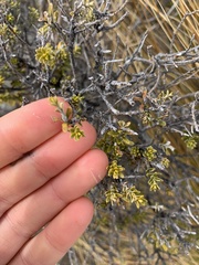 Olearia nummulariifolia