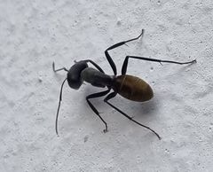 Camponotus chrysurus