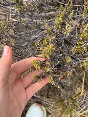 Olearia nummulariifolia