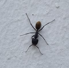 Camponotus chrysurus