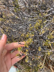 Olearia nummulariifolia