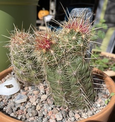 Thelocactus bicolor
