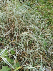 Phalaris arundinacea picta
