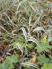 Phalaris arundinacea picta