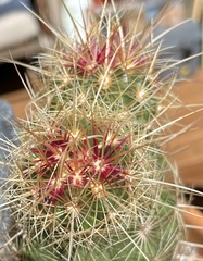 Thelocactus bicolor