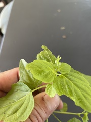 Leidesia procumbens