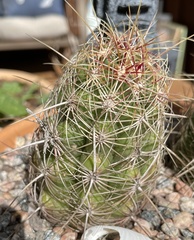 Thelocactus bicolor